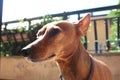 Young specimen puppy dog Ã¢â¬â¹Ã¢â¬â¹breed. pet in the terrace of the house where he lives proud. female zwerg pinscher red or brown Royalty Free Stock Photo